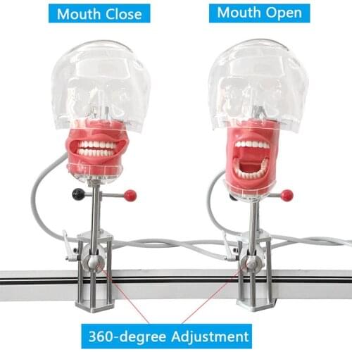 Dental Simulator Nissin Manikin Phantom Head Dental Phantom Head Model with New Style Bench Mount for Dentist Education