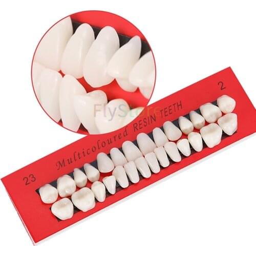 1set/28pcs Dental Teeth Model Adult Permanent Dentist tooth Anatomical Anatomy Model Denture model Replace Teeth teaching model