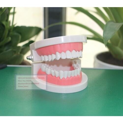Oral Cavity Model,Oral Care Model,Oral Teaching Model,Tooth Model