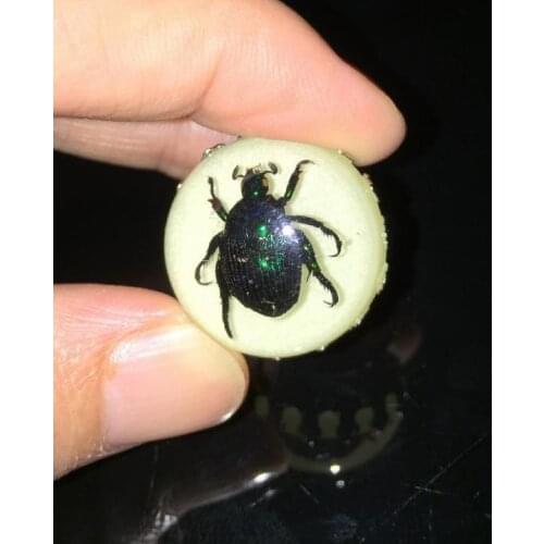 FREE SHIPPING 10 pcs 25 mm Real Beetle Scarab Green Specimen Finger Luminous Ring Decor
