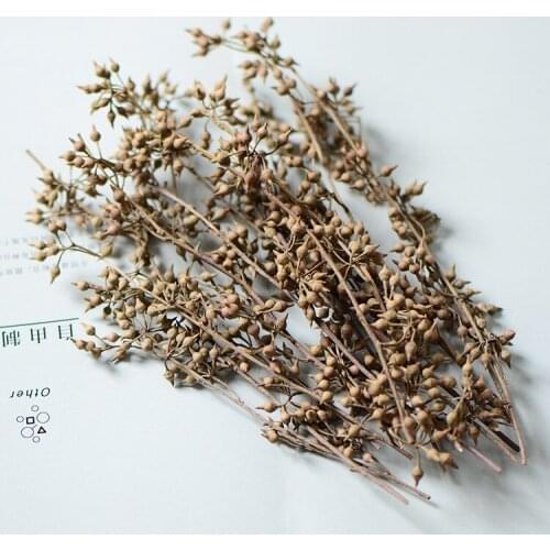 25g/12-15cm,Natural Dried Evergreen fruit Branches,Eternal Display Flower material for wedding Xmas home decoration accessories
