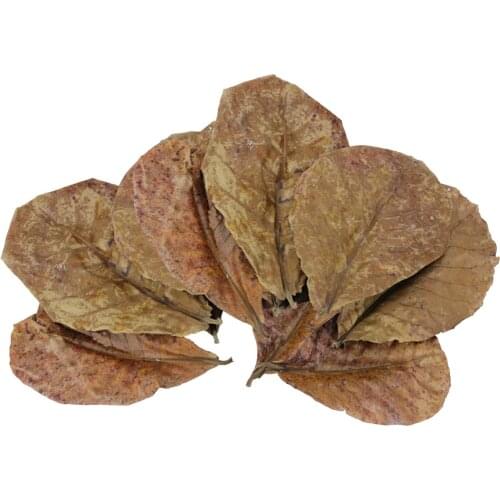 10PCS Natural Terminalia Catappa Leaves Island Olive Tree Leaf for Aquarium Fish Tank Lower PH Level Improve Water Quality