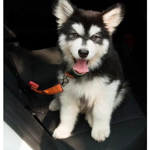 Colorul Pet Supplies Cat Collar With Bell Adjustable Buckle Collar Cat Pet Supplies Cat Accessories Collar Small Dog Chihuahua