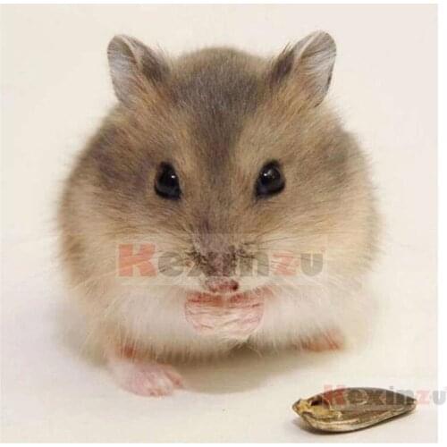 Kexinzu 5D DIY Full Square Drill Diamond Painting"Animal mouse"3D Embroidery Rhinestone Cross Stitch 5D Home Decor Gift K715
