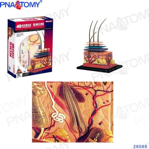 Human Skin Model Detachable DIY Toy Educational Equipment With Manual 4D MASTER Enlarged Skin Structure 19 PCS