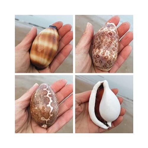 A variety of natural exquisite conch shell fish tank landscaping home decoration ornaments to play collection