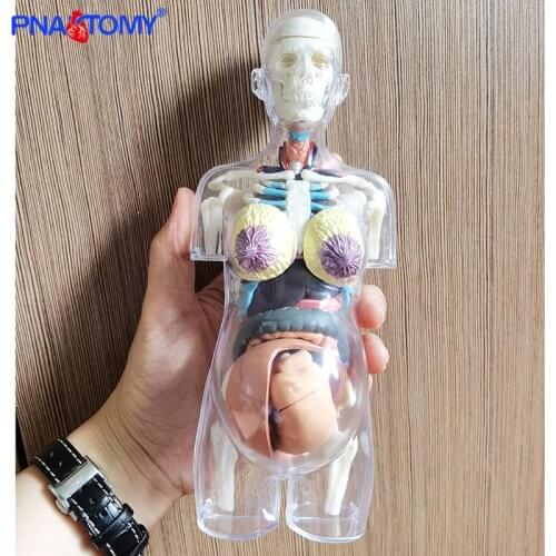 Transparent Human Body Anatomical Toy Pregnant Human Skeleton DIY Anatomy Model Educational Equipment Medical Sciences 4D MASTER