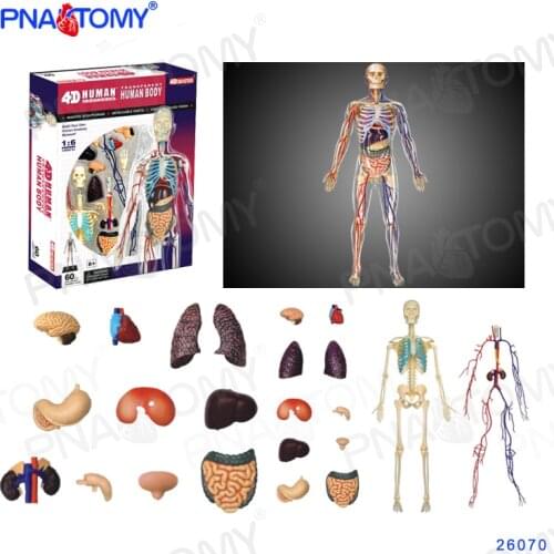 4D Human Body Anatomy Toys Detachable Internal organs Heart Lungs Skeleton Educational Tool DIY Gifts 4D MASTER Science Toys