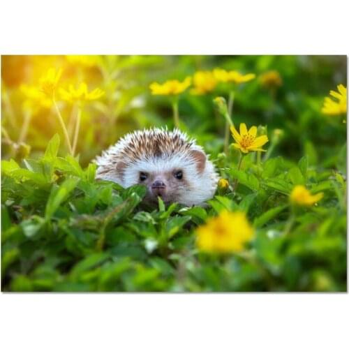 Hedgehogs Poster Cloth Silk Poster Home Decoration Wall Art Fabric Poster Print 40X60cm.50X75cm,60X90cm