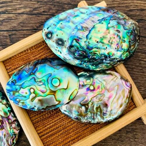 Natural New Zealand Abalone Shell Conch Nautical Home Decoration Seashell Aquarium Landscape Wedding Decor DIY Jewelry Making