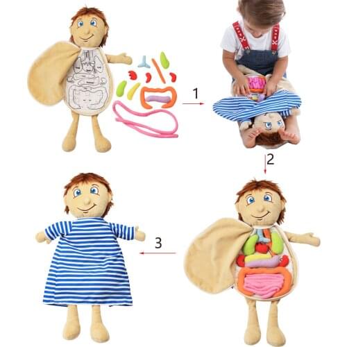 Human Body Model Anatomy Doll Soft Doll Toy Anatomical Medical Internal Organs Awareness Learn Early Education Toy For Preschool