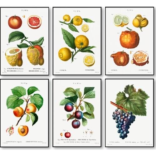 Vintage Fruits Grape Peach Paintings Canvas Print Poster Botanical Art Antique Pictures Wall Art Canvas Paintings for Home Decor