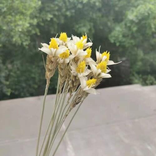 10pcs/30cm,Dried Craft Wheat and Natural plant flower bunches,DIY Display Flowers for Wedding Party Home Arrangement Decoration