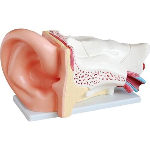 Ear anatomy structure model ear canal collection outside ear middle and inner ear hearing otolaryngology organ