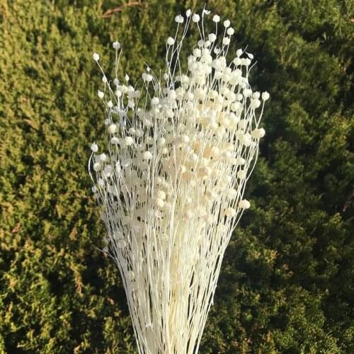 Dried Linum (Flax) Light Purpl, White Blue Red Purple Yellow Orange Dried flower Wedding decor home decor dri natural preserved