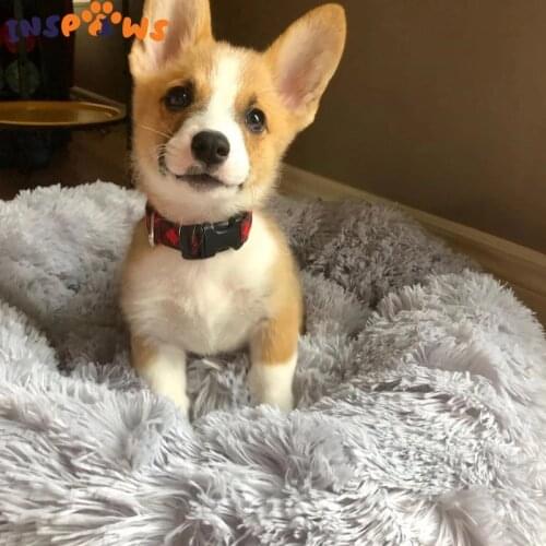 Pet Dog Bed Kennel Cat House Sleeping Basket Beds for Small Large Dogs Blankets Soft Fluffy Long Plush Round Dount Sofa Cushion