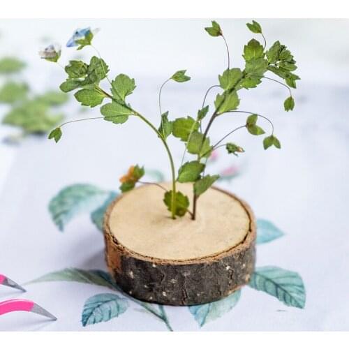 250pcs Pressed Dried Flower Veronica didyma Tenore Stem Herbarium Epoxy Jewelry Bookmark Phone Case Makeup Nail Art Craft DIY