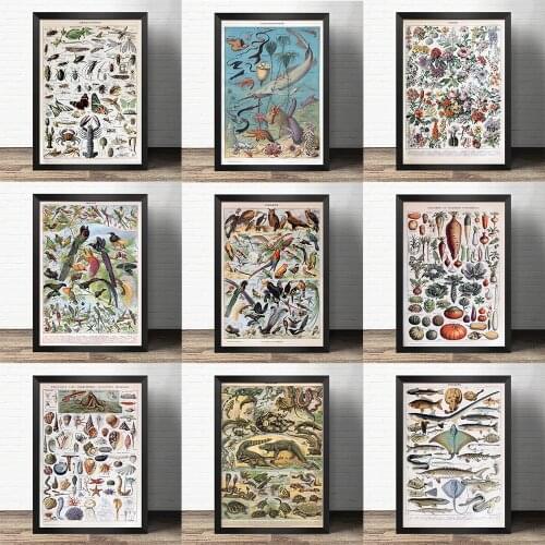 Popular science decorative painting early education - Fish and bird eggs Mushroom -Atlas art painting Retro poster kraft paper