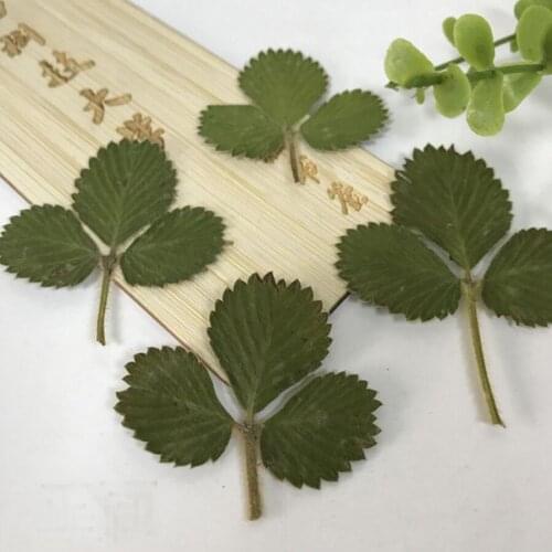 60pcs Dried Pressed Strawberry Leaf Leaves Plants Herbarium For Jewelry Bookmark Phone Case Invitation Card Postcard Making