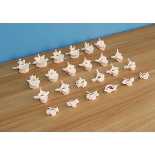 24 parts Spine model Human spine medical nerve belt orthopedics adult lumbar vertebrae cervical spine teaching model
