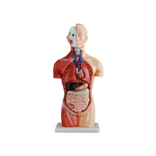 Body model human body internal organs anatomy heart liver spleen lung kidney structure three-dimensional assembly teaching
