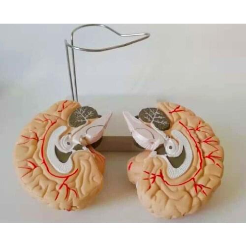 1:1 Life Sized Human Brain Anatomical Model Brainstem Cerebellum Structure Teaching Medical Model