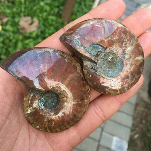 Sliced Snail Fossil Natural Quartz Minerals Crystals Healing Gemstones Reiki Gems Home Decoration