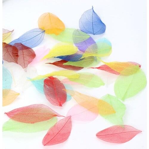 N58F 50 Pcs Mixed Color Natural Skeleton Leaves Pressed Flower for Jewelry Making