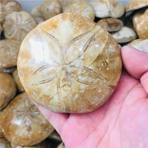 Natural single - sided polished starfish fossil stone home decoration 1pc