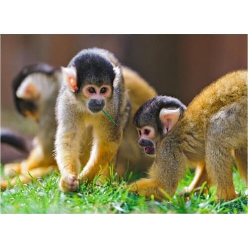 100% Full Square Drill 5D Diy Diamond Painting Animals Monkey 3D Diamond mosaic Rhinestones Diamant Painting Embroidery Icon