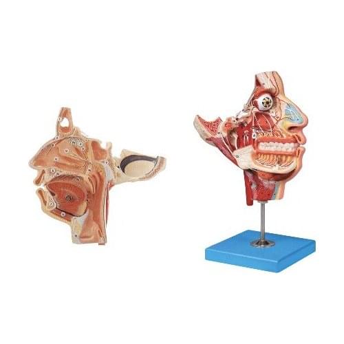 Head and face blood vessel and nerve model head blood vessel head nerve oral tooth nerve