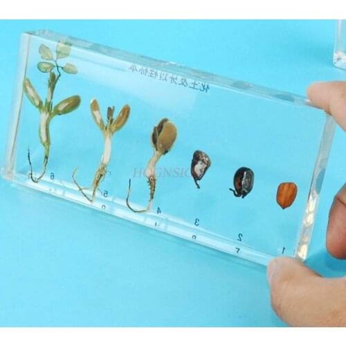 Plant seed germinated peanut resin Kindergarten Cognitive Teaching Real Plant Seed Germinated Peanut Specimen Artificial