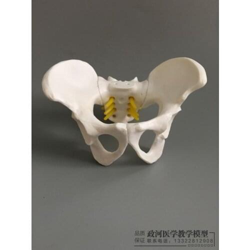 Small female pelvic gynecological model pelvic demonstration female pelvic model