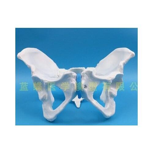 Natural big female skeleton model The female pelvis model skeleton model human model