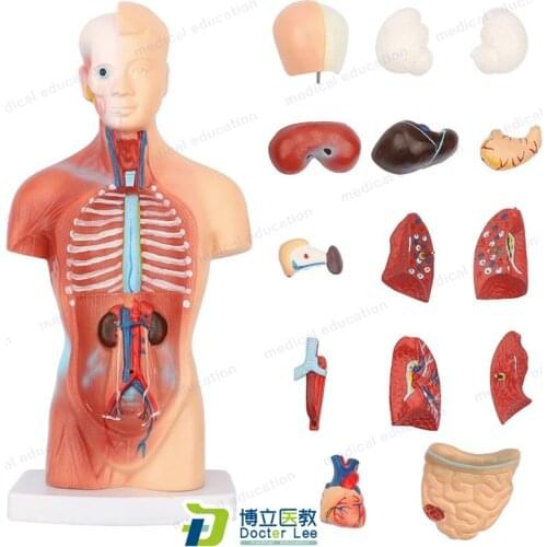 28 cm Human Anatomical Torso Anatomy Model with 15 Parts Body Organ Teaching Tool Skeleton