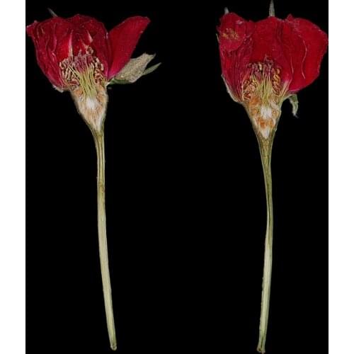 10x Pressed Real Dried Flower Rose For DIY Resin Casting Candle Making Decor