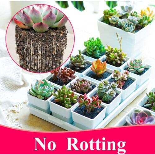 Inches Square Plastic Succulents Planter Pots With Tray Set,Nursery Pot Cactus Plant Pot Garden Pot