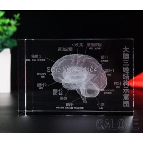 Free shipping&The crystal brain anatomical model, the human brain model, teaching medical gifts, brain.Creative gifts furnishing