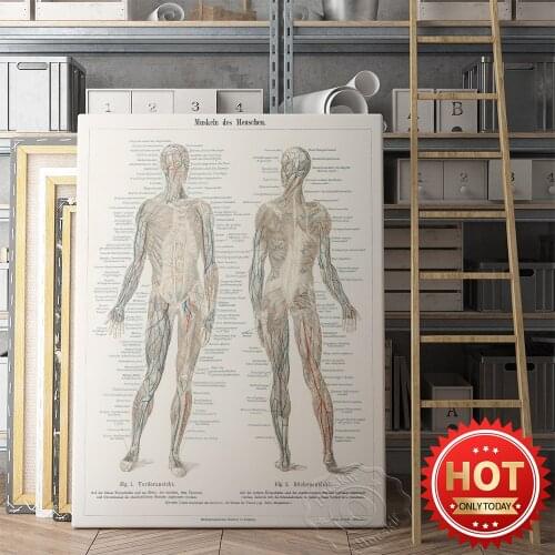 Anatomical Human Prints Poster, Nervous System Skeleton Body Organ Muscle Art Prints, Hospital Doctor Office Wall Art Decor