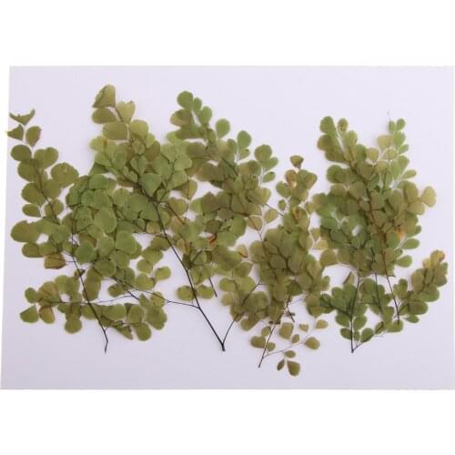 10 Pieces Natural Pressed Dried Flower Adiantum for DIY Arts Crafts Scrapbooking card making house decoration Dried Flowers