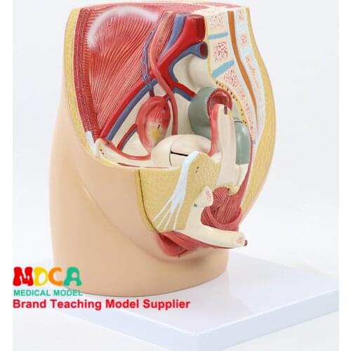MMNXT002 Model Medicine Teaching of Pelvic Median Sagittal Excision of Female Reproductive Pelvic System in Family Planning