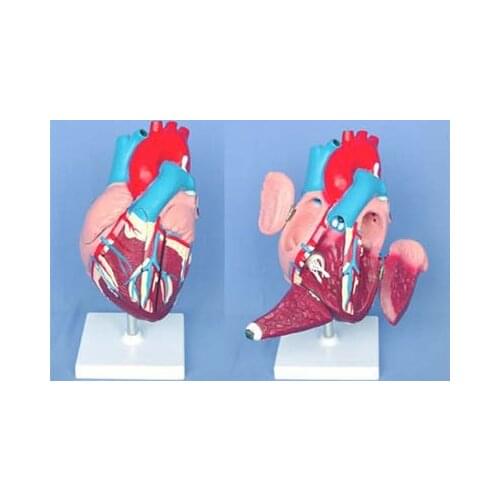 Human heart anatomy Visceral anatomy model Medical teaching model free shipping