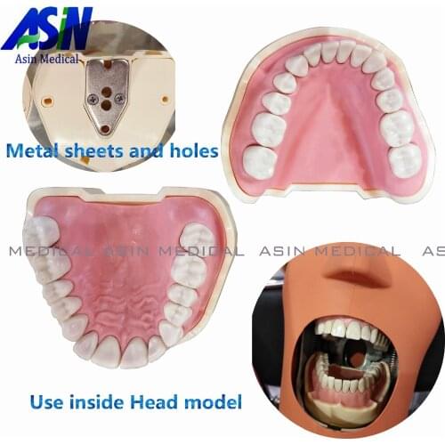 New Dental Soft Gum Teeth Model Removable 28pc/32pc Teeth NISSIN 200 KAVO head model Compatible dentist teaching learning