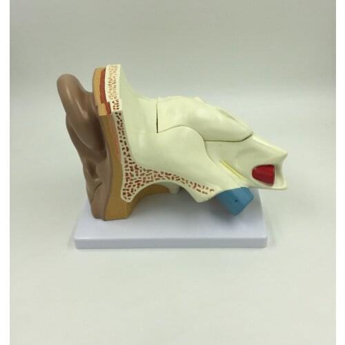 Free shipping&Five parts 3 times larger ear model,Ear anatomy model,auricle, for medical anatomy.for school