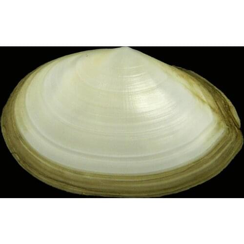 Tellina planata The Sea Shells Conch Shell Schelpen Conchas Coquillage Seashells Marine Home Decor Natural Decorative Shells