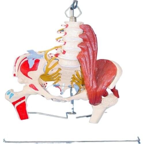 Teaching model of human skeleton model and human lumbar muscle model