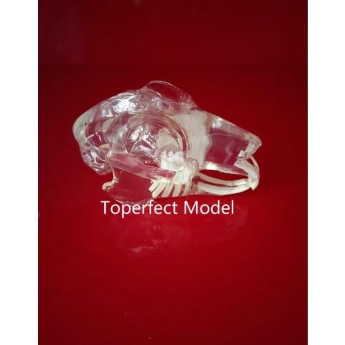 Transparent resin rabbit teeth Veterinary teaching animal bone transparent planing section model specimen
