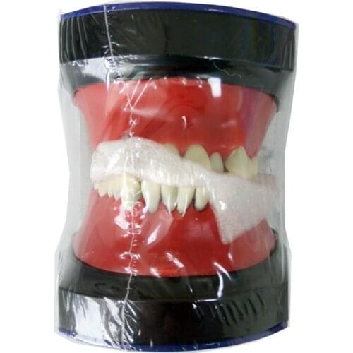 Typodont Practice Teeth Model M8017/Dental Orthodontic Practice tooth model M8017/Dental Study Teeth Model