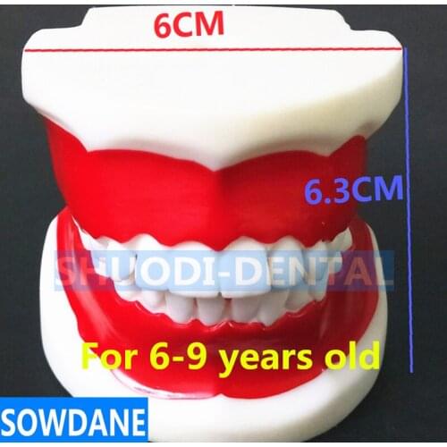 Dental Training Model for Children Standard Dental Kids Teeth Model Children Deciduous Teeth Tooth Model Teaching Studying Model