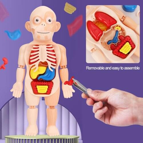 Human Body Anatomy Toy Kits Montessori 3D Puzzle Organ Teaching Tools Early Education Learning DIY Assembled Toys for Children